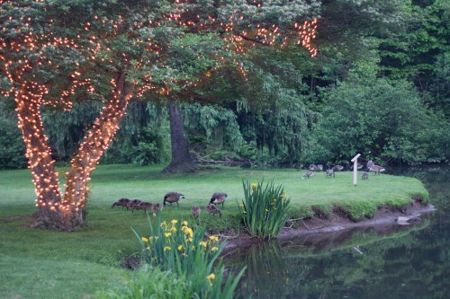 Green Gables Jennerstown Wedding Restaurant Grounds with Geese and Pond